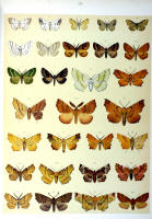 Papillons - Planche d'Arnold Spuler n° 59. Cliquer pour ouvrir la page.