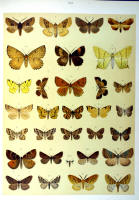 Papillons - Planche d'Arnold Spuler n° 60. Cliquer pour ouvrir la page.