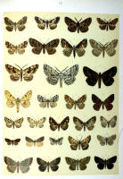 Papillons - Planche d'Arnold Spuler n° 62. Cliquer pour ouvrir la page.