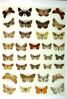 Papillons - Planche d'Arnold Spuler n° 64. Cliquer pour ouvrir la page.