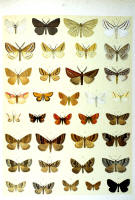Papillons - Planche d'Arnold Spuler n° 65. Cliquer pour ouvrir la page.