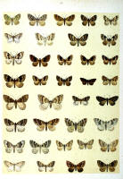 Papillons - Planche d'Arnold Spuler n° 68. Cliquer pour ouvrir la page.