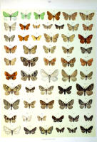 Papillons - Planche d'Arnold Spuler n° 71a. Cliquer pour ouvrir la page.