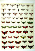 Papillons - Planche d'Arnold Spuler n° 75. Cliquer pour ouvrir la page.