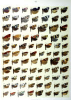 Papillons - Planche d'Arnold Spuler n° 85. Cliquer pour ouvrir la page.