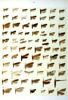 Papillons - Planche d'Arnold Spuler n° 88. Cliquer pour ouvrir la page.