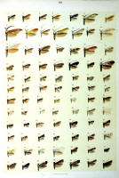 Papillons - Planche d'Arnold Spuler n° 90. Cliquer pour ouvrir la page.