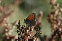 Cuivré commun à Pulvérières. Cliquer pour agrandir l'image dans Adobe Stock (nouvel onglet).