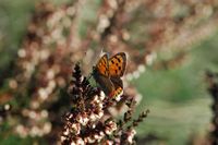 Cuivré commun à Pulvérières. Cliquer pour agrandir l'image dans Adobe Stock (nouvel onglet).