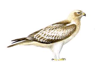Aigle botté. Dessin adulte.