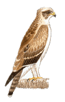 Aigle botté. Dessin.