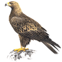 Aigle royal. Dessin.
