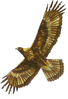 Aigle royal. Silhouette.