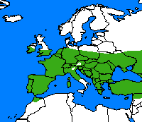 Amaryllis. Repartition.