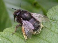 Anthophora plumipes. Femelle.