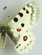 Apollon. Ssp fennoscandicus male dessus.