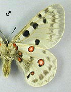 Apollon. Ssp fennoscandicus male dessous.