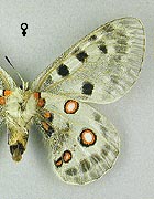 Apollon. Ssp fennoscandicus femelle dessous.