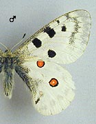 Apollon. Ssp finmarchicus male dessus.
