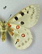 Apollon. Ssp finmarchicus male dessous.