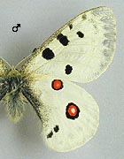 Apollon. Ssp carelius male dessus.