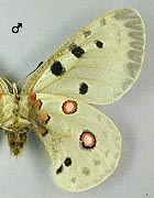 Apollon. Ssp carelius male dessous.