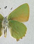 Argus vert. Mâle dessous.
