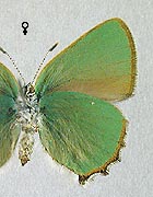 Argus vert. Femelle dessous.