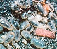 Azuré du serpolet. Chenille mangeant des larves de fourmi.
