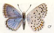 Azuré du thym.