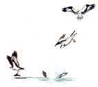 Balbuzard pêcheur. Technique de peche.