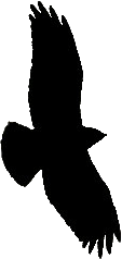 Buse variable. Silhouette.