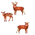 Cerf,biche et faon
