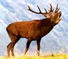 Cerf élaphe. Brame.