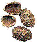 Cétoine dorée : exemples de coques nymphales avec intégration de crottes.