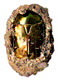 Cétoine dorée : loge nymphale avec imago en cours de maturation.