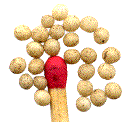 Cétoine dorée : larves âgées.