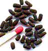 Cétoine dorée : larves âgées.
