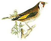 Chardonneret élégant (Dessin de Buffon).