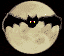 Chauve-souris.