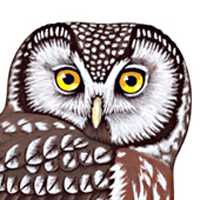 Chouette de tengmalm. Dessin.