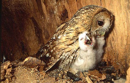 La Chouette Hulotte Strix Aluco 