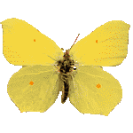 Citron. Male.