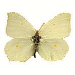 Citron. Femelle.
