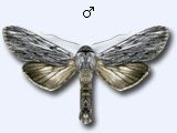 Cucullie de la laitue. Male.