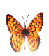 Image.