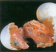 Effraie des clochers. Eclosion.