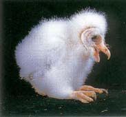 Effraie des clochers. Poussin.