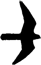 Faucon crécerelle. Silhouette.