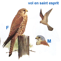 Faucon crécerelle. Dessin.